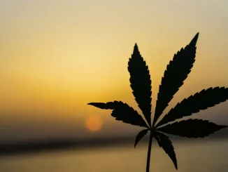 Cannabis para saude