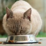Nutrição Clínica: A Dieta Correta para Doenças Renais em Pets
