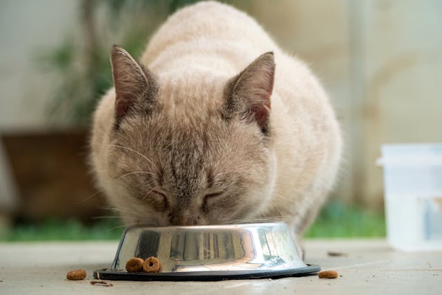 Nutrição Clínica: A Dieta Correta para Doenças Renais em Pets